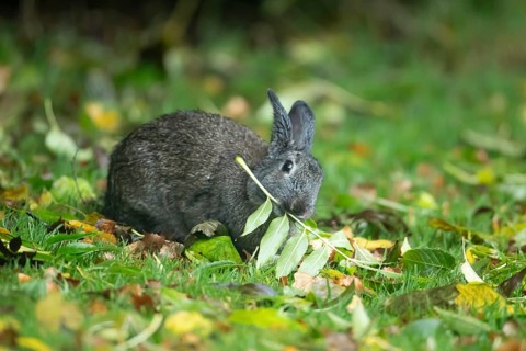 Rabbit (Oryctolagus cuniculus) adult animal eating a tree leaf in a woodland, Wales, United Kingdom