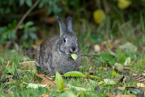 Rabbit (Oryctolagus cuniculus) adult animal eating a leaf, Wales, United Kingdom