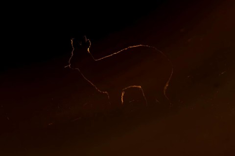 Chinese water deer (Hydropotes inermis) adult wild animal rimlit feeding in marshland at sunset,