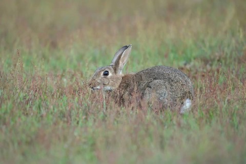 Rabbit (Oryctolagus cuniculus) adult wild animal in grassland in summer, England, United Kingdom