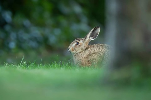 European brown hare (Lepus europaeus) adult wild animal in a garden in summer, England, United
