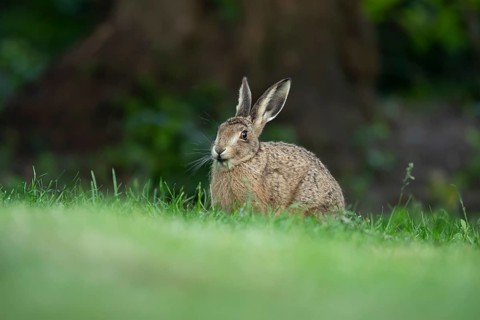 European brown hare (Lepus europaeus) adult wild animal feeding on a garden grass lawn in summer,
