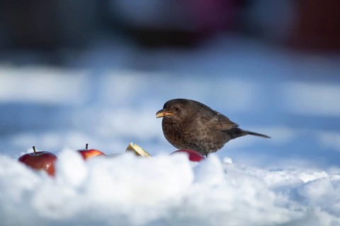 Eurasian blackbird (Turdus merula) adult male garden bird feeding on a pear fruit on a snow covered