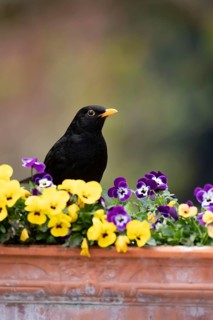 Eurasian blackbird (Turdus merula) adult male garden bird on a planter with flowering Pansy plants