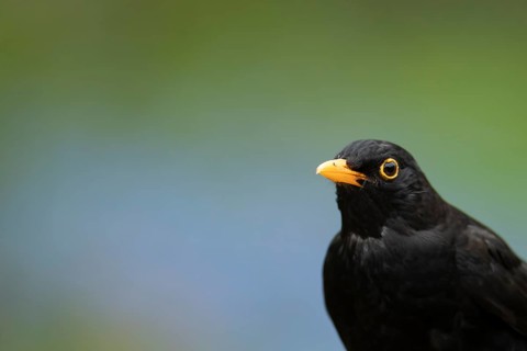 Eurasian blackbird (Turdus merula) adult male garden bird head portrait in spring, England, United