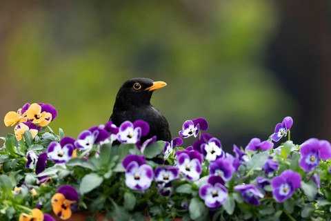 Eurasian blackbird (Turdus merula) adult male garden bird on a planter with flowering Pansy plants