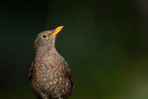 Eurasian blackbird (Turdus merula) adult female garden bird head portrait, England, United Kingdom