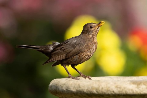 Eurasian blackbird (Turdus merula) adult female garden bird on a bird bath in summer, England,