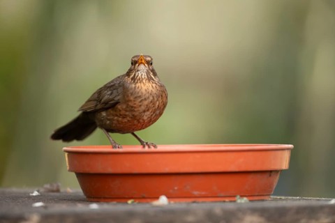 Eurasian blackbird (Turdus merula) adult female garden bird on a plant pot saucer, England, United