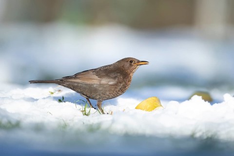 Eurasian blackbird (Turdus merula) adult male garden bird feeding on fruit on a snow covered lawn