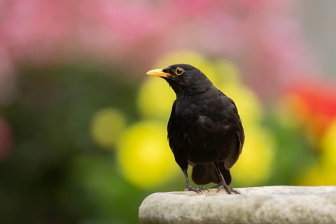 Eurasian blackbird (Turdus merula) adult male garden bird on a bird bath in summer, England, United