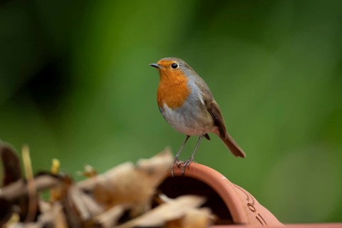 European robin (Erithacus rubecula) adult garden bird on a plant pot, England, United Kingdom