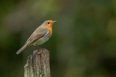 European robin (Erithacus rubecula) adult garden bird on a wooden post, England, United Kingdom