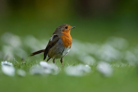 European robin (Erithacus rubecula) adult garden bird on a grass lawn with daisy flowers in spring,
