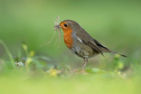 European robin (Erithacus rubecula) adult garden bird with nest material in its beak in spring,