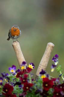 European robin (Erithacus rubecula) adult garden bird on shears handle in spring, England, United