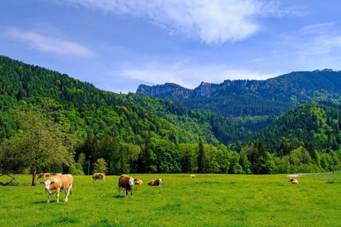 Hintergschwendt bei Bernau unter der Kampenwand, Chiemgau, Upper Bavaria, Bavaria, Germany