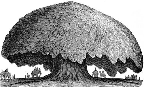 The baobab or baobab tree (Adansonia digitata) Gambia, including wooden figures, Africa, wonders of