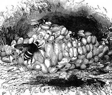 The Large earth bumblebee (Bombus terrestris) in its nest in the earth, family true bees (Apidae)