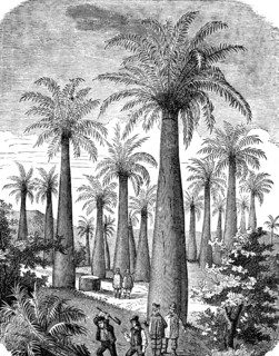 Honey palm (Jubaea chilensis), more rarely (Jubaea spectabilis), palm family (Arecaceae) Sap for