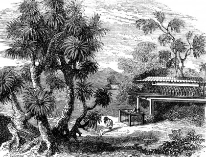 A Pandanus (Pandanus) tree, screw tree family (Pandanaceae) Occurrence on the South Sea Islands,