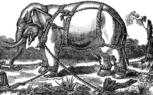 Taming a wild elephant, shackles, pegs in soil, attachment to a tree, ropes to hold, stand, side