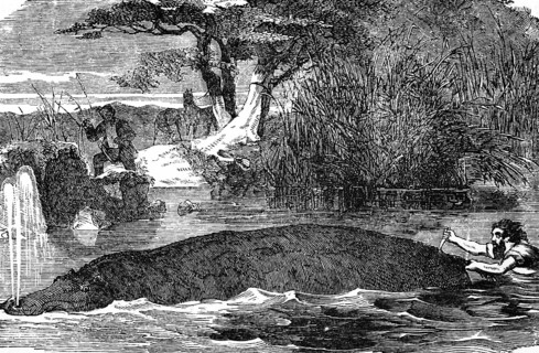 Hippopotamus (Hippopotamus amphibius) river, swim, hunt, knife, stab, from behind, kill, angler,