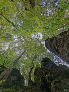 View from below of a dense forest with lush green canopy and tall rocks, Franconian Switzerland,