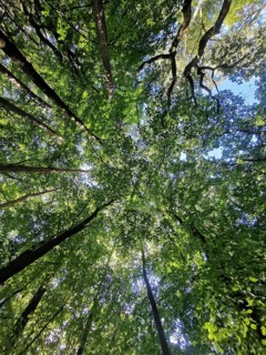 Looking up into the thick forest with green treetops and blue sky, Frankenwald nature park Park,