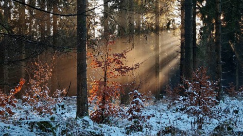 Sun rays flood a snowy autumn forest, illuminate the colorful foliage and create a peaceful