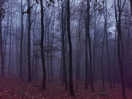 Misty forest in autumn colors, gloomy and mystical atmosphere with bare trees, Rennsteig,