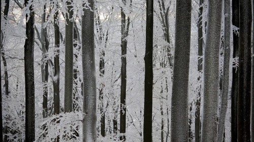 Snowy forest with dark tree trunks and quiet winter atmosphere, Fichtelgebirge, Germany