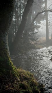 A foggy forest with trees and a stream, surrounded by moss, creates a quiet and mysterious