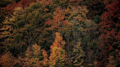 Autumn forest view with colorful leaves in shades of orange creating an atmospheric atmosphere,