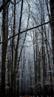 A wintery forest with snow-covered trees and a mystical atmosphere, Frankenwald nature park Park,