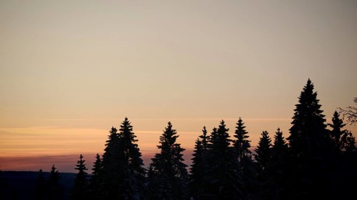 Silhouettes of trees in front of an orange sunset sky, Fichtelgebirge, Upper Franconia