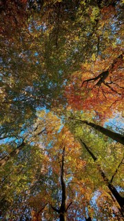 Looking up through autumn treetops that shine in bright colors, with sunlight and blue sky, Hainich