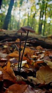 Two mushrooms grow romantically in the autumnal forest, surrounded by colorful leaves and