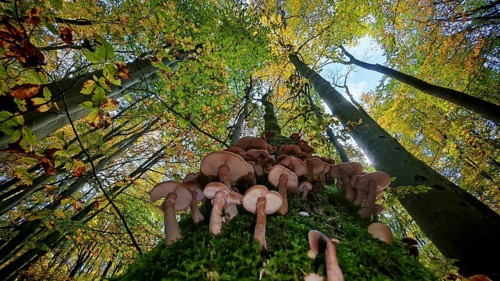 View along a tree trunk full of mushrooms up to the autumn-colored treetops and blue sky, Hainich