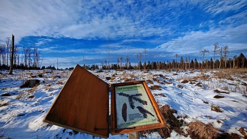 Winter landscape with snow-covered ground and trees in the background, bark beetle (Scolytinae)