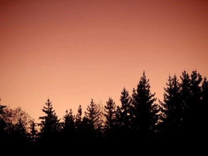 Tree crowns as silhouettes in front of a bright orange sunset sky, Frankenwald nature park Park,