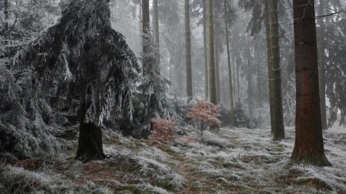 Snowy forest in fog with thick trees and quiet atmosphere, Frankenwald nature park Park, Rennsteig,