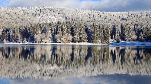 Snowy forest reflected in a quiet lake under a blue sky, Scheibe-Alsbach Reservoir, Thuringia