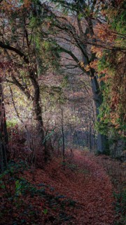 Autumn forest trail with brown leaves and sunlight falling through the trees, Franconian Forest