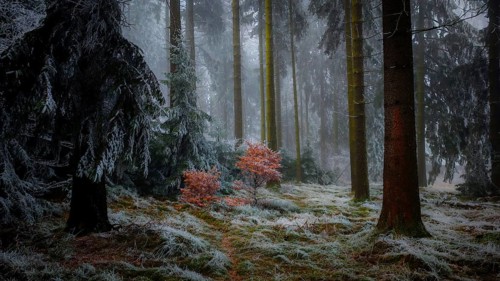 A foggy winter forest with frosty soil and quiet atmosphere, Frankenwald nature park Park,
