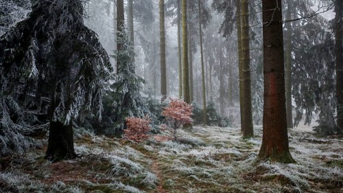 A quiet, foggy winter forest with frost-covered trees and a cool, mystical ambiance, Frankenwald