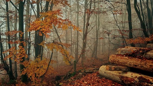 Mystical autumn forest with fog, trees and colorful foliage, Franconian Forest National Park, Upper