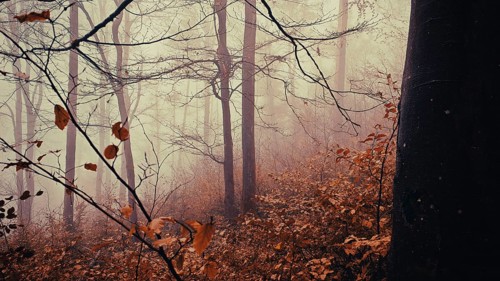 A foggy autumn forest with bare trees and remaining leaves that creates a quiet and mystical