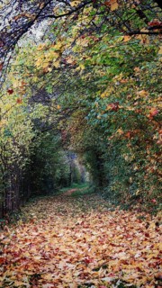 A forest trail covered with colorful autumn leaves, surrounded by autumn-colored trees and