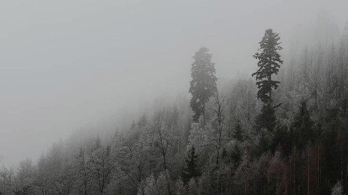 A foggy forest with tall pine trees and a wintry, mysterious atmosphere, Frankenwald nature park